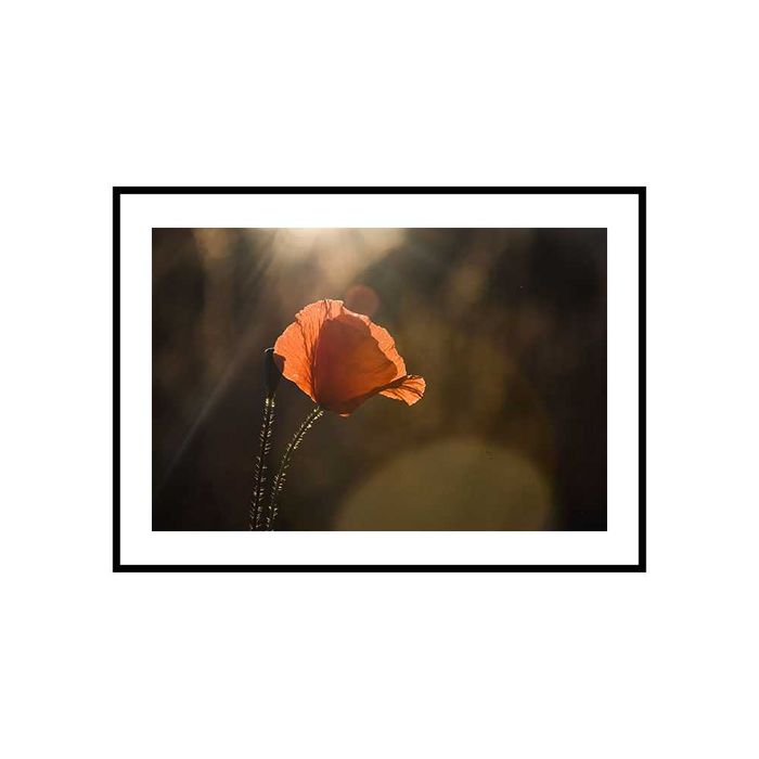 Plakat obraz zdjęcie format A3 30x40 cm białe kwity wiosna maki mak