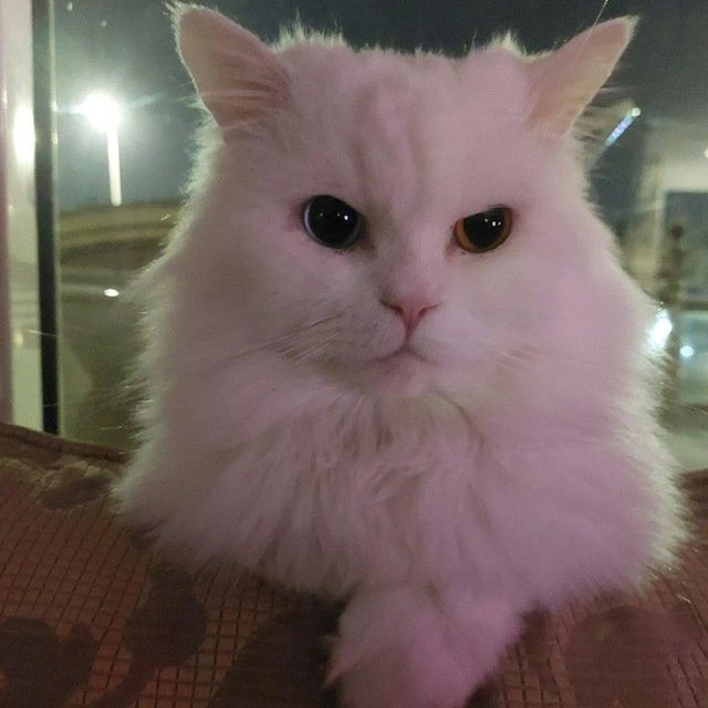 Безкоштовно Кішка