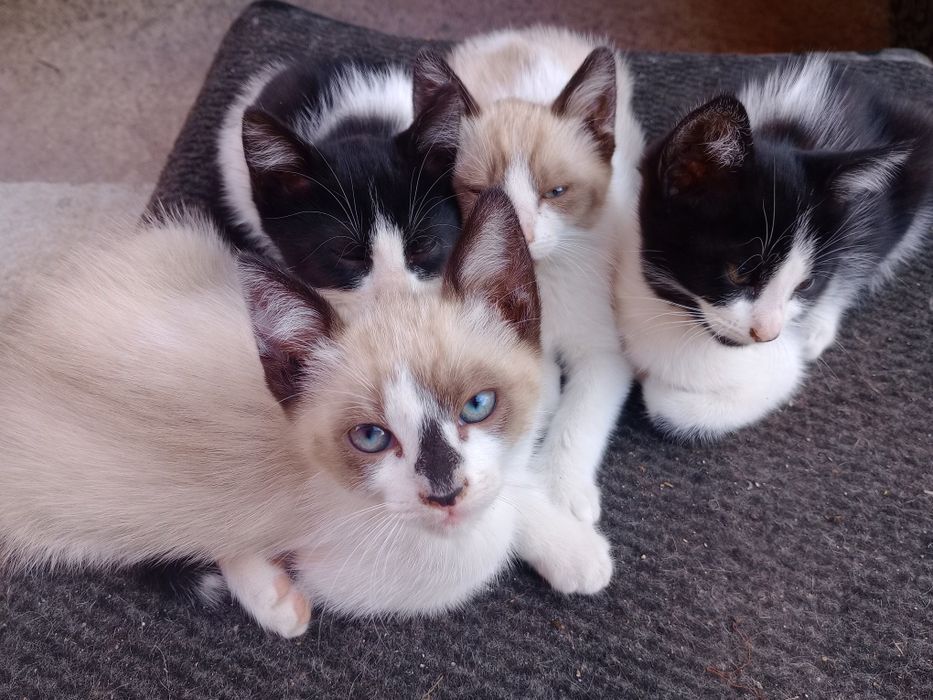 Dá-se gatinhos bebés