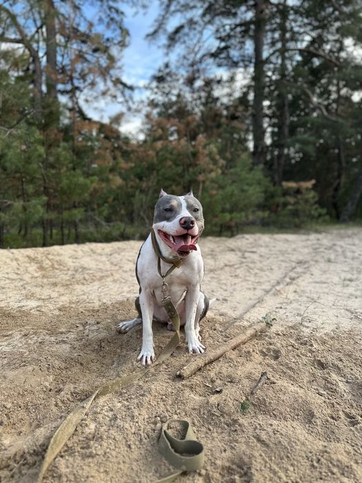 Кобель питбуля для вязки