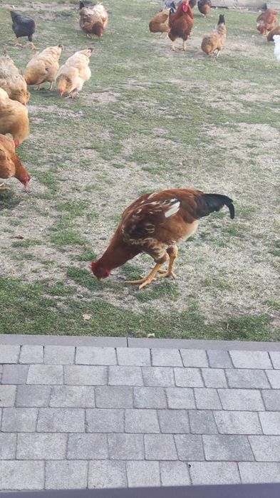 Когут, півень молодий