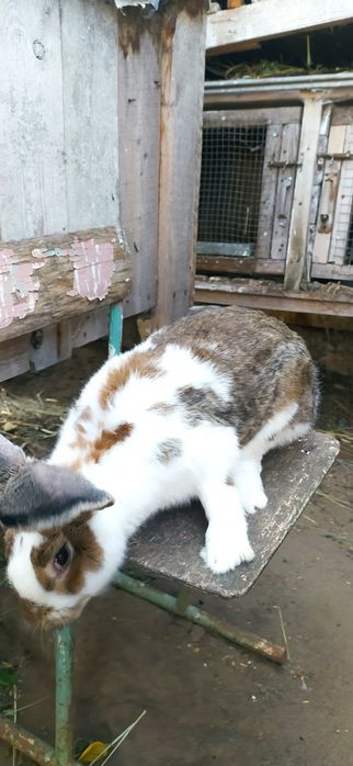Продаю кроликів велетнів