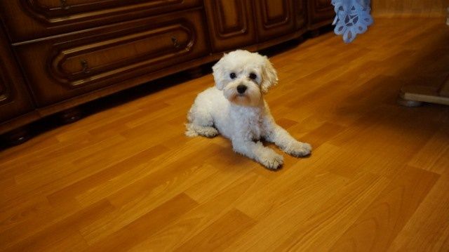 Piesek Hawańczyk do REZERWACJI