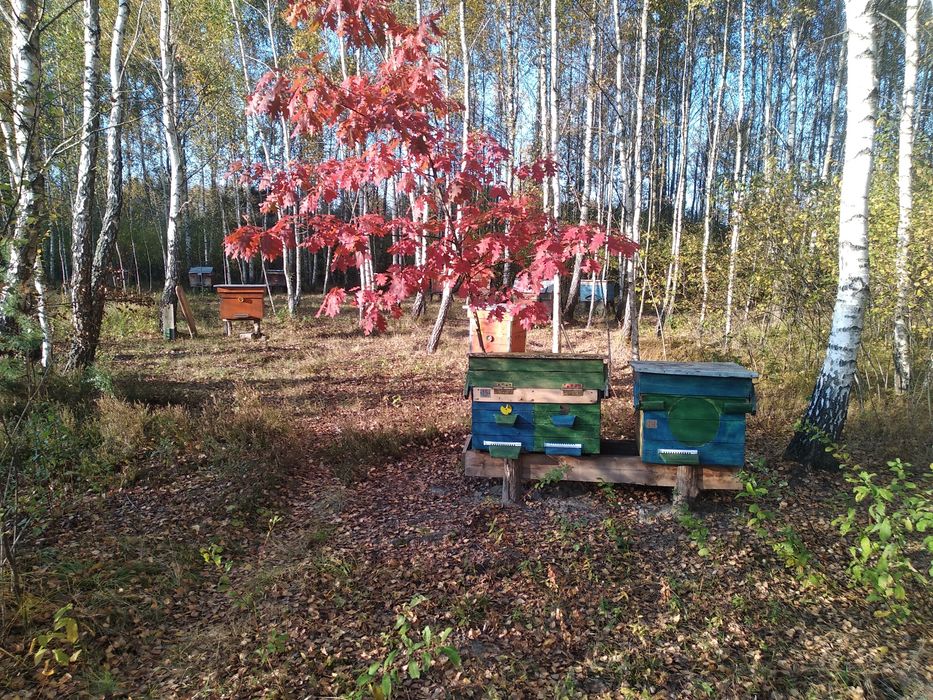 Продажі мед 2025. Пишіт