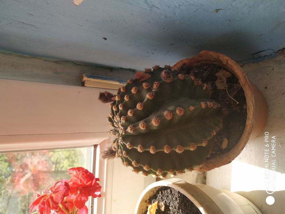 Продам вазони