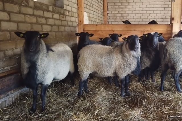 Продаж Романівські вівці ярички бараны романовские