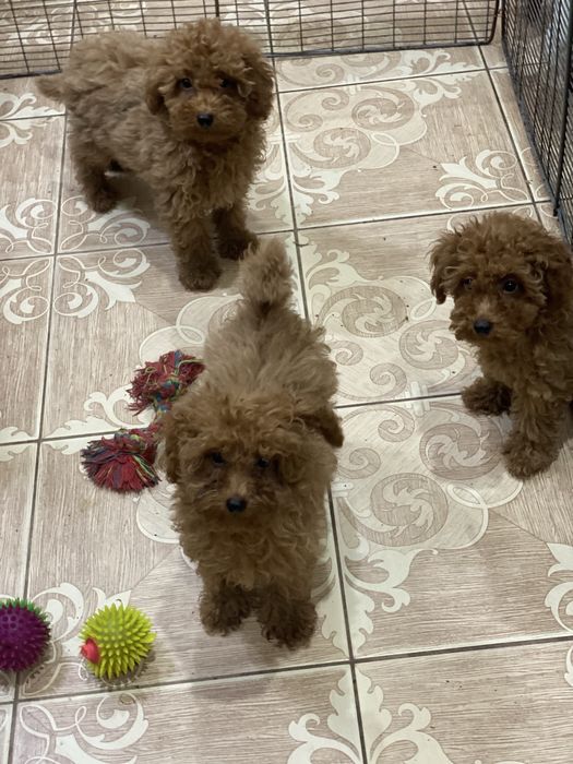 Той пуделя красного окраса