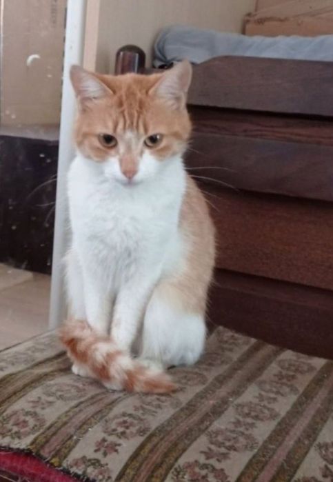 Отдам даром в добрые руки рыжих кошечек