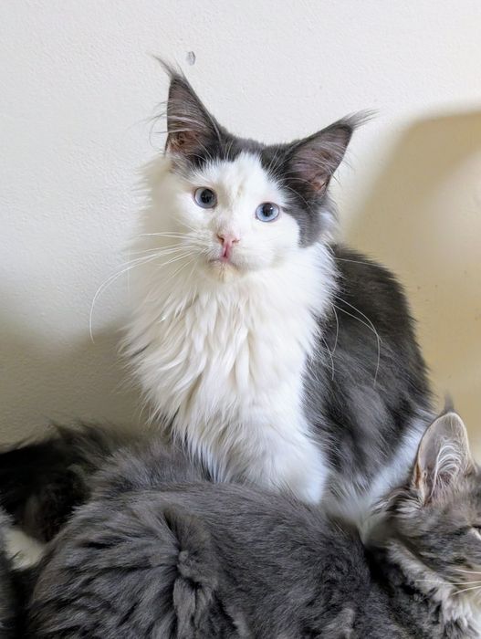 Ciri kotka Maine Coon. Opcja hodowlana. Zapraszamy