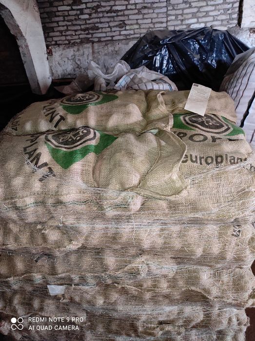 Насінєва картопля рев'єра 1 репродукції бульба, насінева картофель