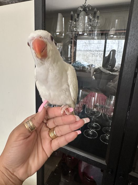 Ring Neck Domesticado