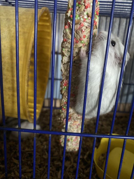 ПРОДАЮ ХОМ’ЯЧКІВ У продажу є 5 маленьких хом’ячків  Милі, активні та грайливі малюки, які чекають на своїх нових господарів
