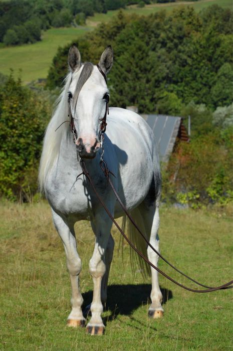 Klacz o wyjatkowje maści