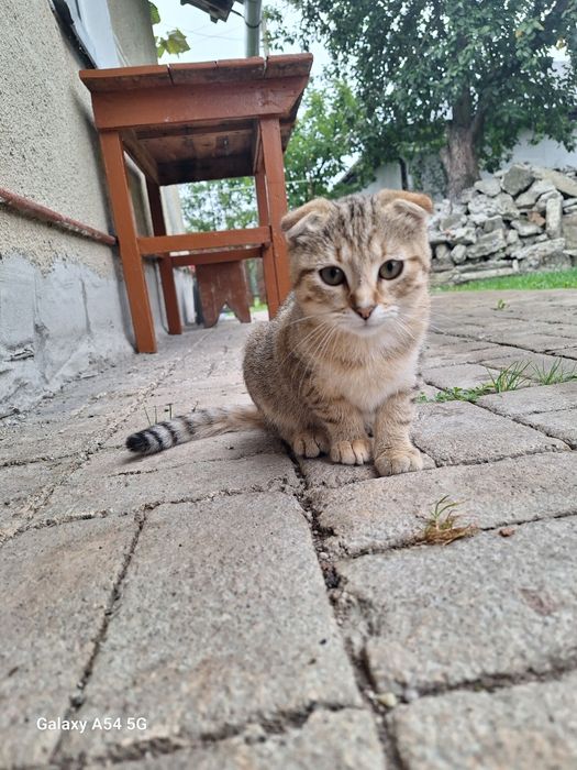 Віддам в добрі руки
