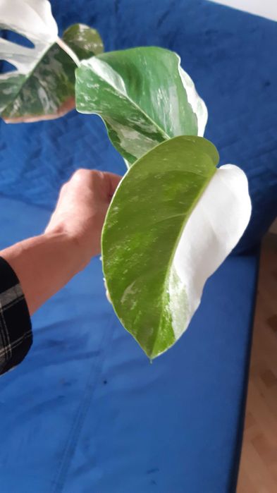 Monstera variegata ukorzeniona pędowka