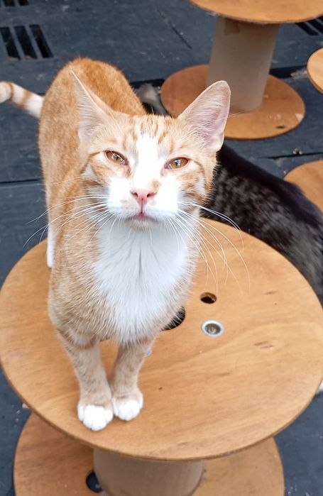 Simba, prawie jak ten filmowy