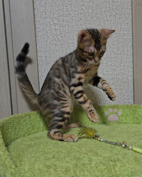 Бенгальскі кошенята