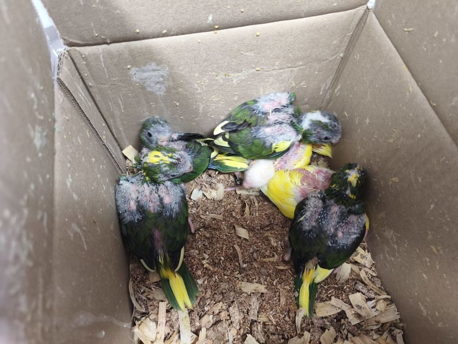 kakarikis e caturras bebés