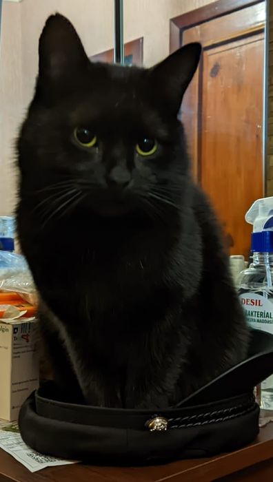 Пропал кот в районе Черевковки