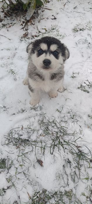 Syberian husky zwykle oczka