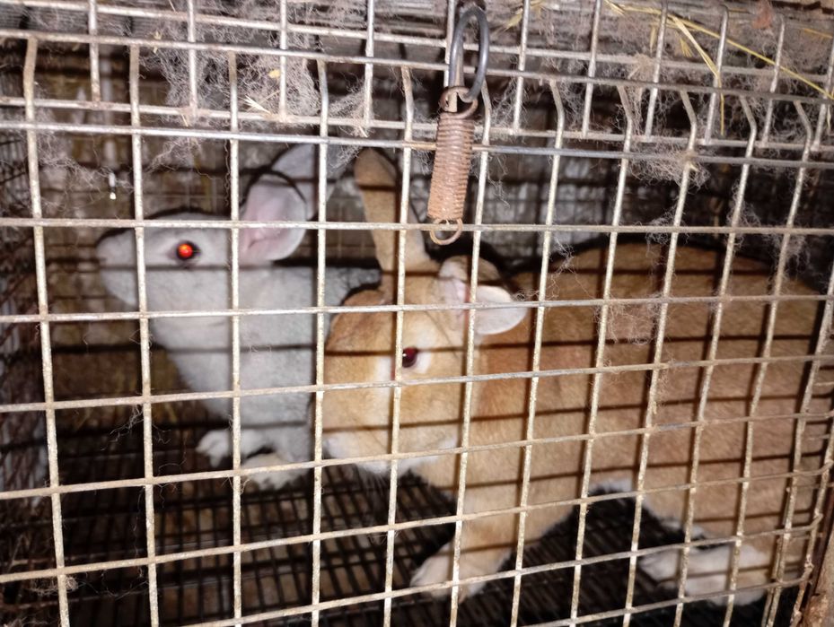 Vendo coelhos caseiros, raça grande, com 2,5 meses (macho e fêmeas ,não faço entregas. Pais à vista