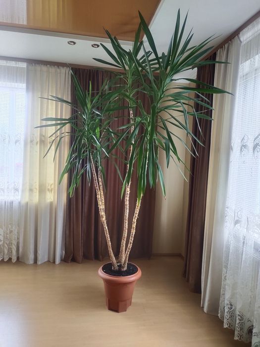 Продам Юку Пальма