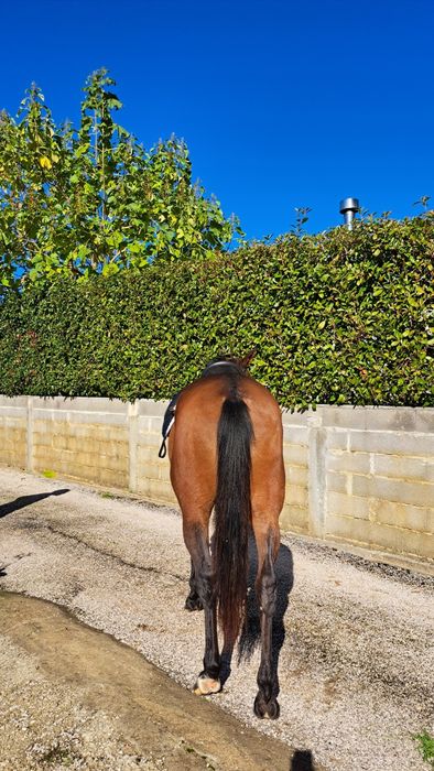 Égua PSL livro azul