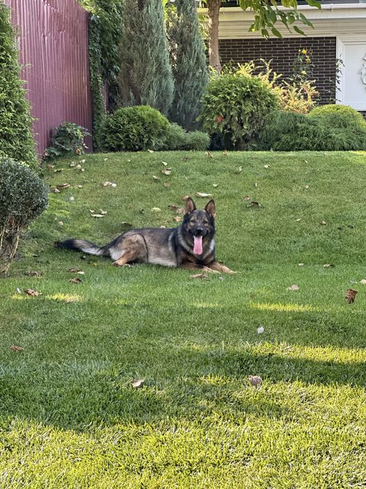 Вязка. Кобель немецкой овчарки зонарний