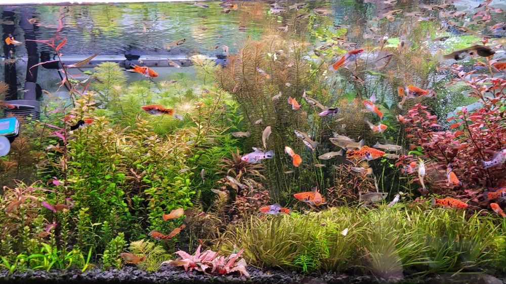 Sprzedam rośliny wysylka