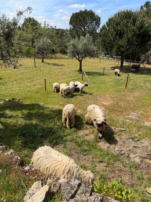 2 Valais Blacknose – Casal Disponível