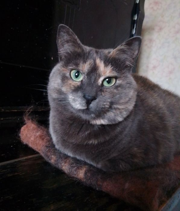 Отдам даром в добрые руки зеленоглазую трехцветную кошечку