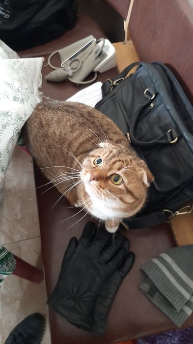 Кіт на в'язку.  в'язка кота. висловухий кіт. Случка кота ,злучка,вязка