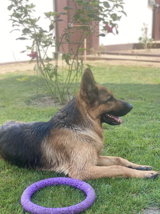 Шикарный кобель для вязки.