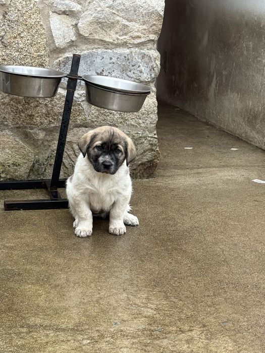 Cachorro rafeiro do alentejo