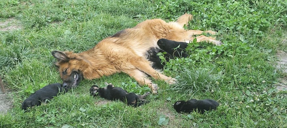 Продам цуценят Німецької вівчарки.