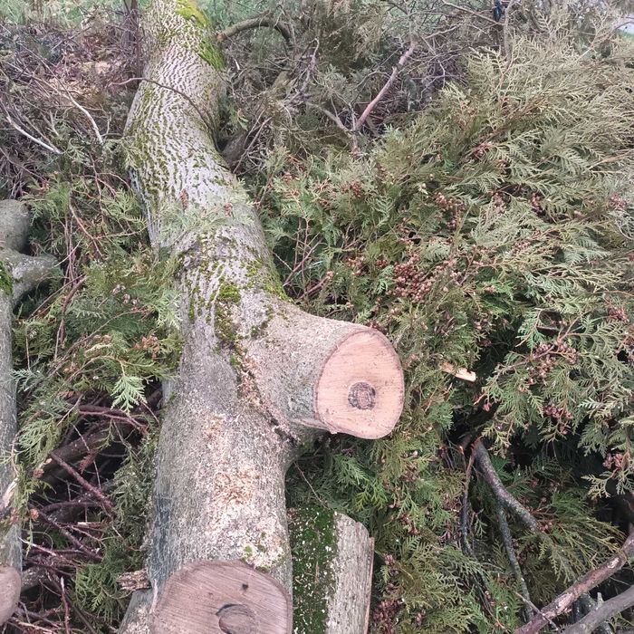 Orzech włoski kloc,pień,kłoda