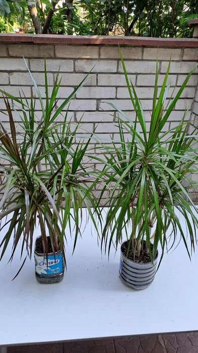 Драцена Маргината