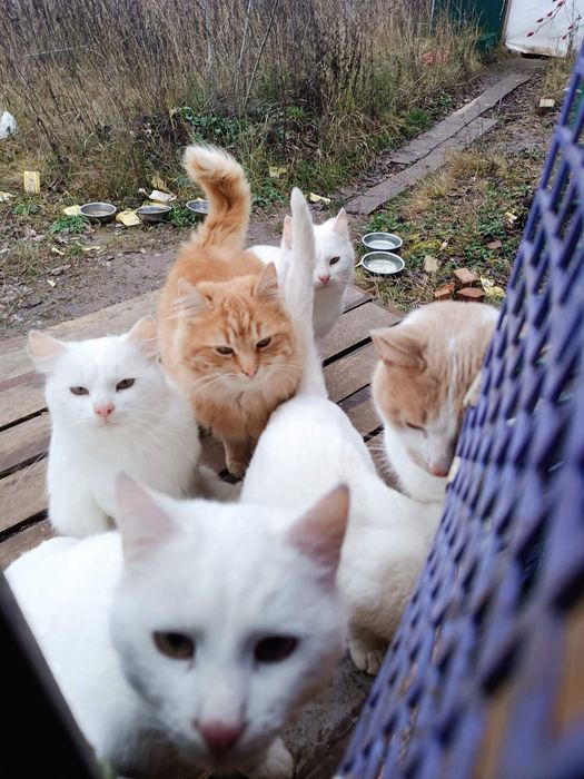 Котики Козача Лопань снежок, беляшик, снежинка, рижик, снайпер, комуфл