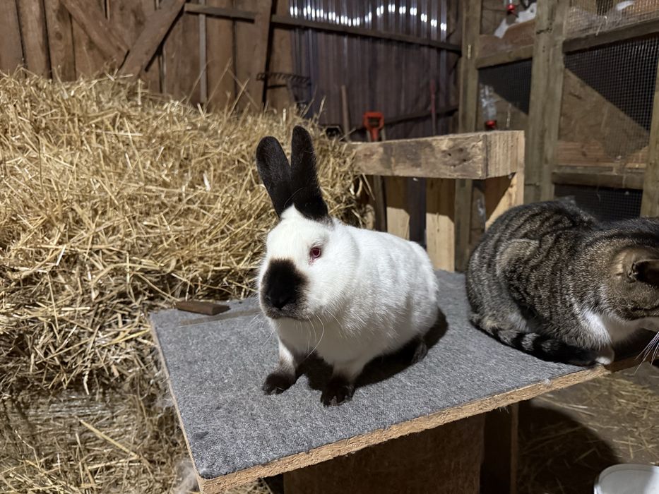 Kalifornijski czarny samica rodowód ocena królik