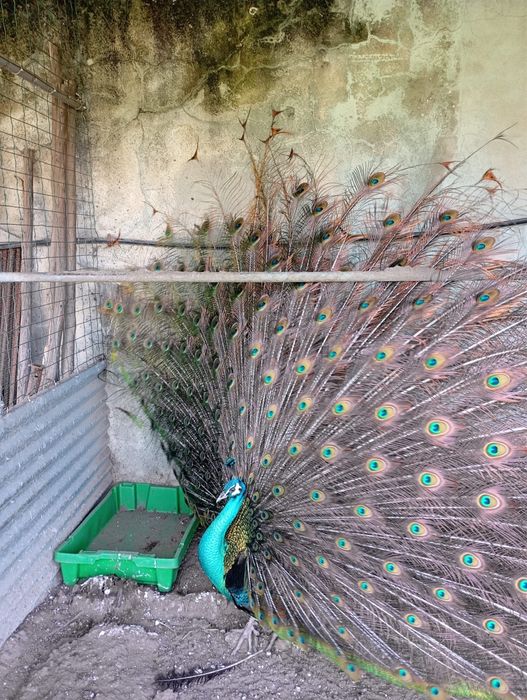 Pavões Pequenos Verdes - 10 dias