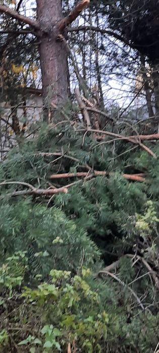 Декор гілки сосни хвоя дрова