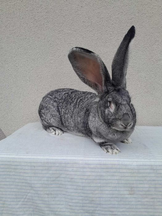 Кролі кроликі Самка