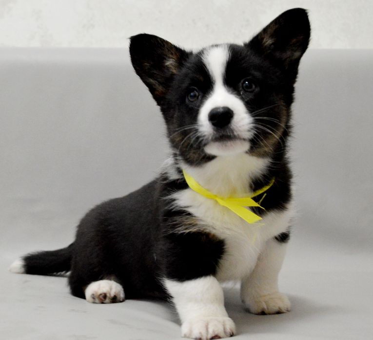 Чудова дівчинка вельш коргі кардіган