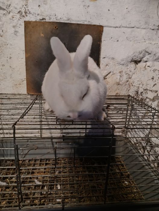 Nowozelandzki biały