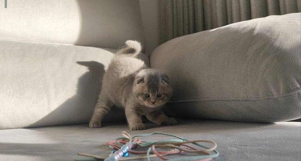 Gatinho Scottish Fold
