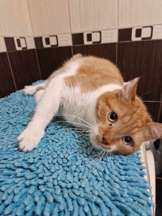 Отдам рыжего кота, кастрирован, 4 года