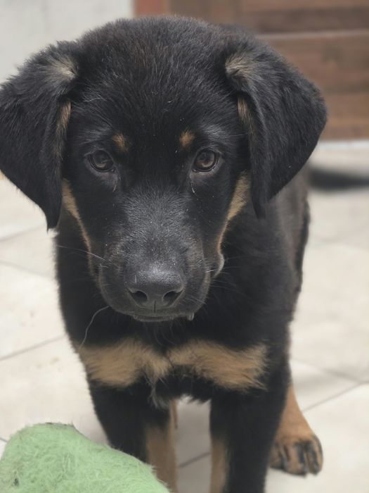 Balou psie dziecko do adopcji !