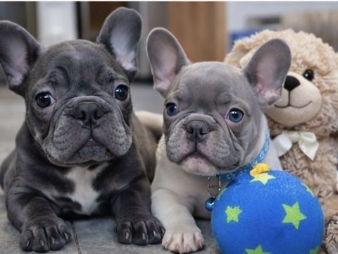 Малыши французского бульдога