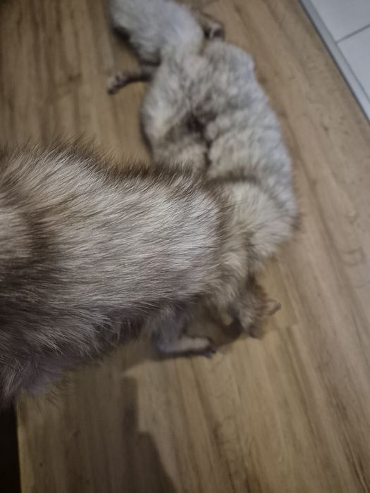 Szal z lisa prawdziwy