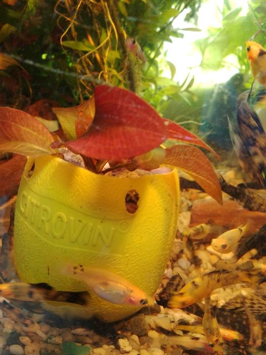 żabienica  regina  czerwona